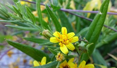 Trixis californica, photographed by Andrew Tree