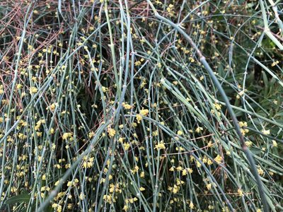 Ephedra foeminea, photographed by Pavel Kacl