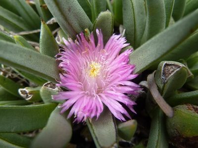 Khadia acutipetala, photographed by M Kriek