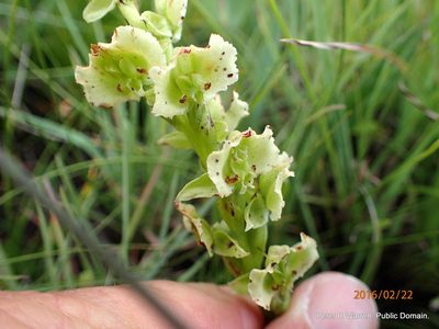 Pterygodium hastatum, photographed by Peter Warren