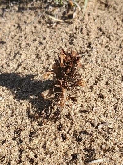 Orobanche ludoviciana, photographed by Chris Friesen