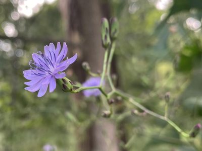 Lactuca floridana, photographed by lejones417