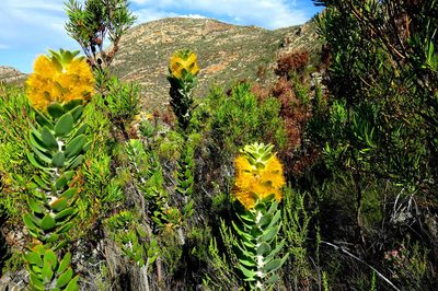 Mimetes chrysanthus, photographed by Di Turner