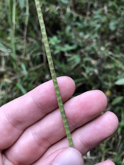 Rottboellia tessellata, photographed by Will McFarland