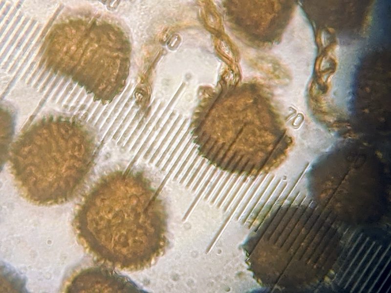 Fossombronia wondraczekii, photographed by Dan Wrench