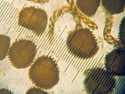 Fossombronia wondraczekii, photographed by Dan Wrench