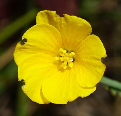 Linum maritimum, photographed by Patrick Hacker
