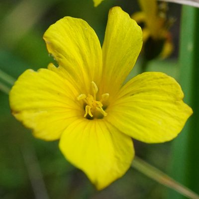 Linum maritimum, photographed by Patrick Hacker