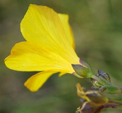 Linum maritimum, photographed by Patrick Hacker