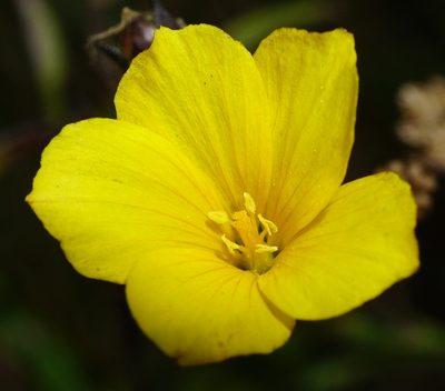 Linum maritimum, photographed by Patrick Hacker