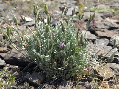 Oxytropis parryi, photographed by Jim Morefield