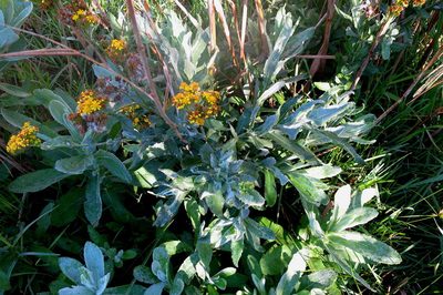 Senecio lanceus, photographed by Di Turner