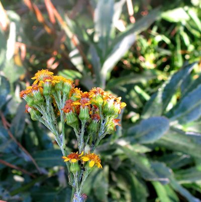 Senecio lanceus, photographed by Di Turner