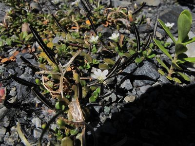 Epilobium microphyllum, photographed by Sunita Singh