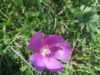Callirhoe involucrata, photographed by Laura Holloway