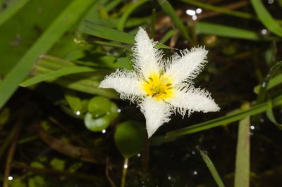 Nymphoides humboldtiana, photographed by Fernando Sessegolo