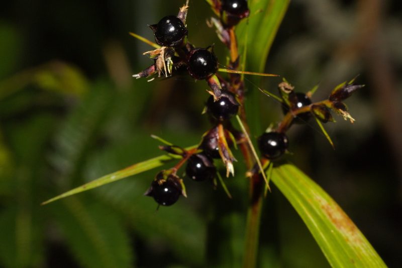 Scleria latifolia, photographed by Fernando Sessegolo