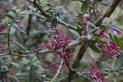 Myrrhinium atropurpureum, photographed by Fernando Sessegolo