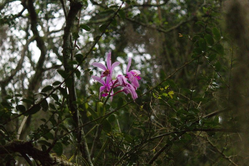 Cattleya intermedia, photographed by Fernando Sessegolo