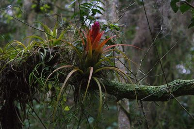 Aechmea recurvata, photographed by Fernando Sessegolo