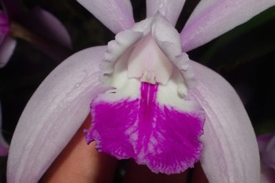 Cattleya intermedia, photographed by Fernando Sessegolo
