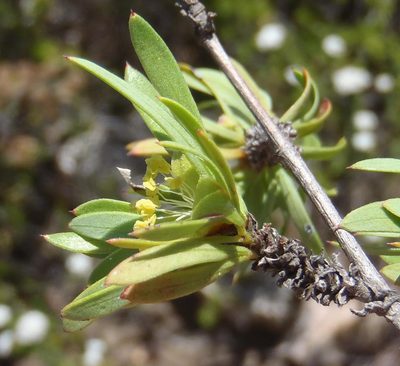 Cliffortia drepanoides, photographed by Nicola van Berkel