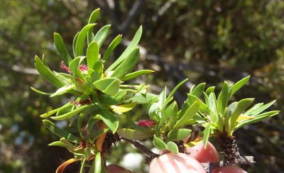 Cliffortia drepanoides, photographed by Nicola van Berkel