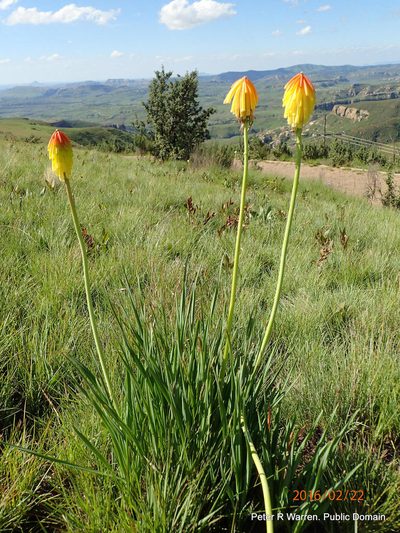 Kniphofia porphyrantha, photographed by Peter Warren