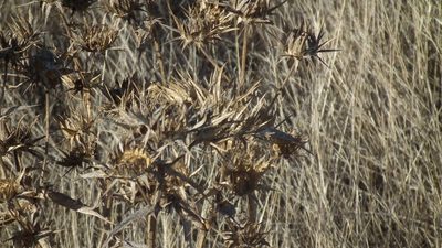 Berkheya glabrata, photographed by Shaun Swanepoel