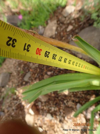 Kniphofia ritualis, photographed by Peter Warren