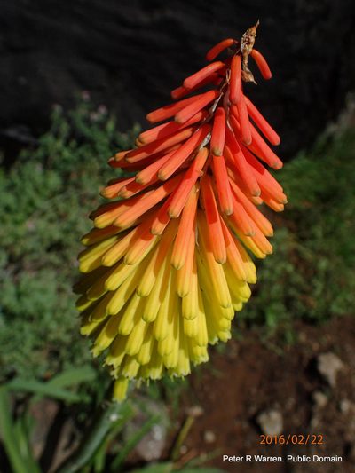 Kniphofia ritualis, photographed by Peter Warren