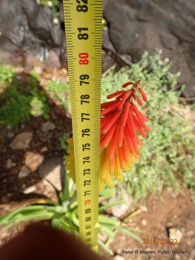 Kniphofia ritualis, photographed by Peter Warren