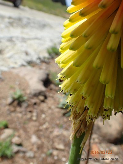 Kniphofia ritualis, photographed by Peter Warren