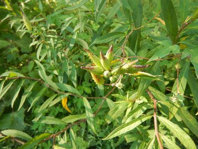 Asclepias incarnata, photographed by stinger