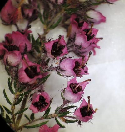 Erica setosa, photographed by linkie