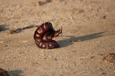 Enterolobium cyclocarpum, photographed by Juan Rafael Rodríguez Razgado