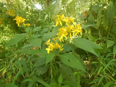 Verbesina occidentalis, photographed by stinger