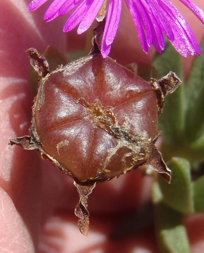 Ruschia knysnana, photographed by Nicola van Berkel