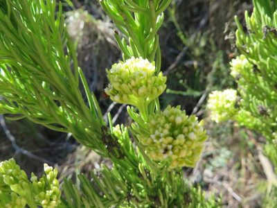 Thesium pinifolium, photographed by linkie