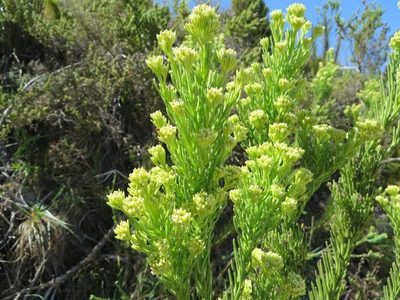 Thesium pinifolium, photographed by linkie