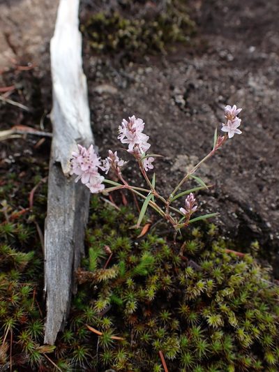 Polygonum spergulariiforme, photographed by Randal