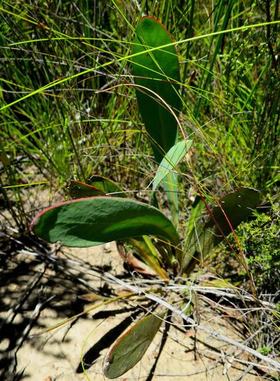 Protea vogtsiae, photographed by Di Turner