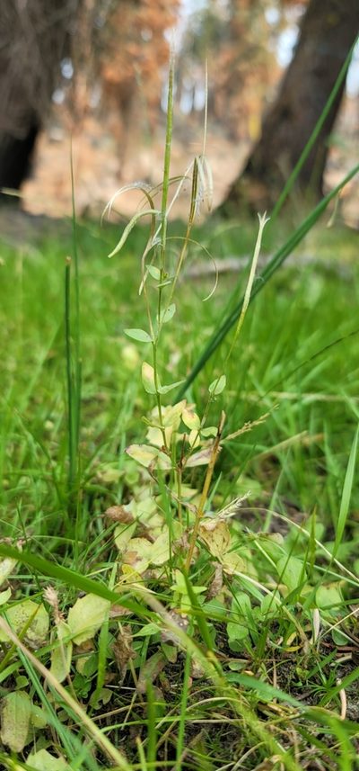 Epilobium howellii, photographed by Chris Winchell
