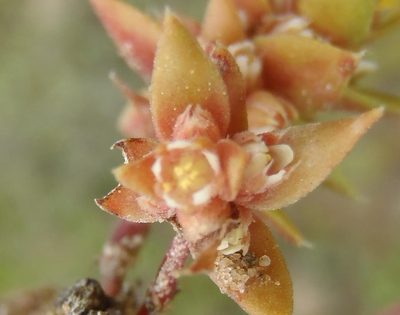 Crassula bergioides, photographed by Nicola van Berkel
