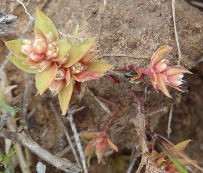 Crassula bergioides, photographed by Nicola van Berkel