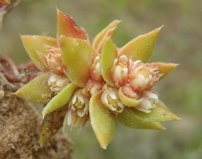 Crassula bergioides, photographed by Nicola van Berkel