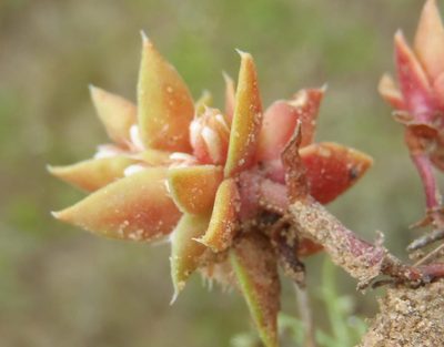Crassula bergioides, photographed by Nicola van Berkel