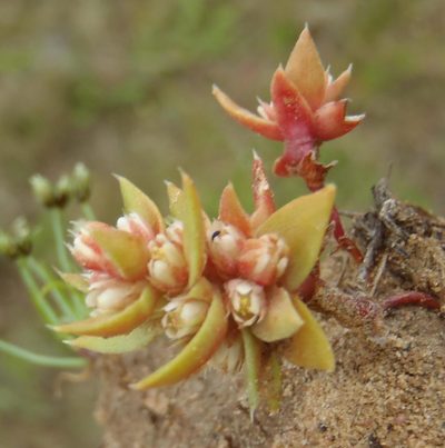 Crassula bergioides, photographed by Nicola van Berkel