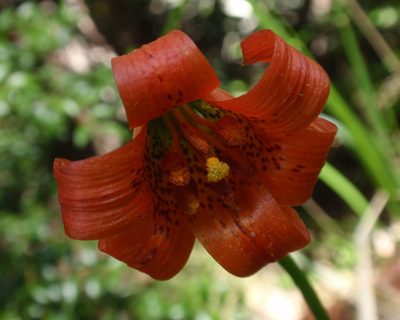Lilium maritimum, photographed by tomhilton