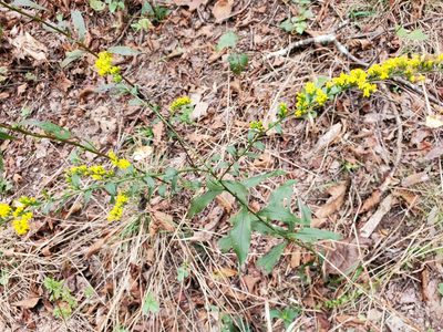 Solidago ulmifolia, photographed by Tom Field